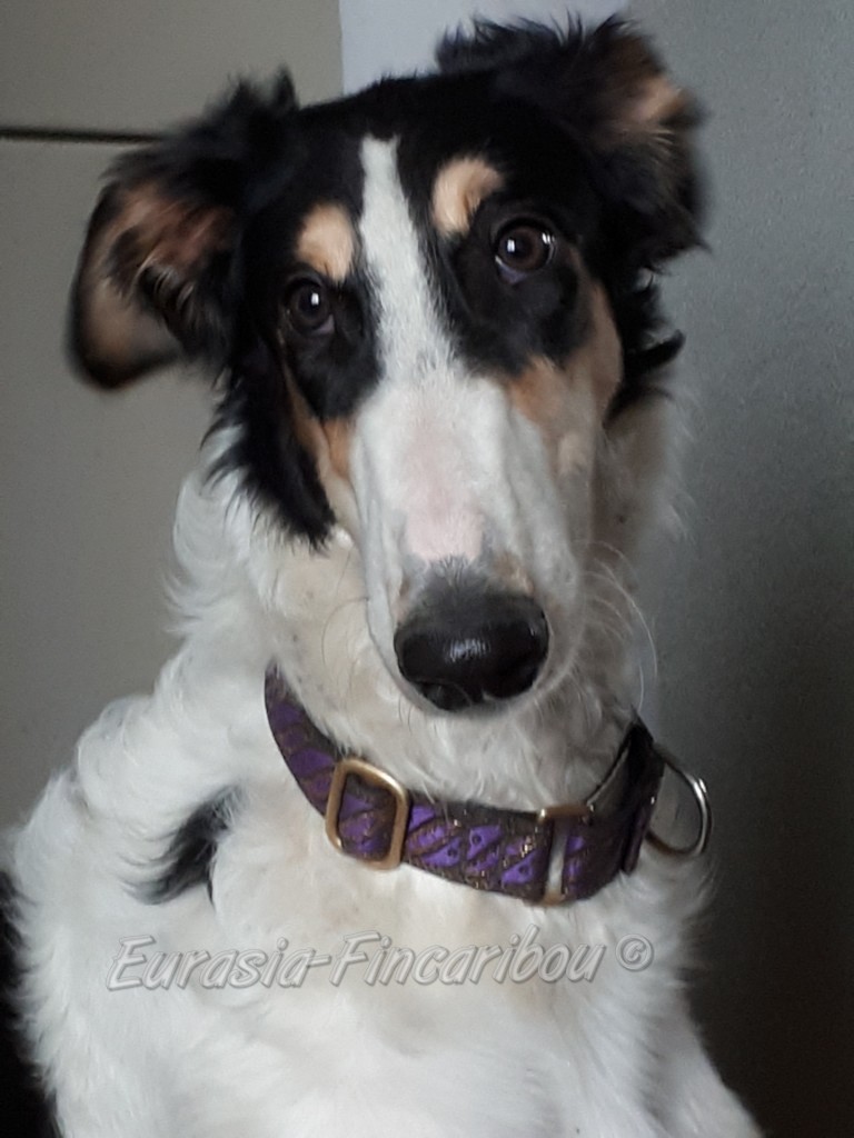Barzoi