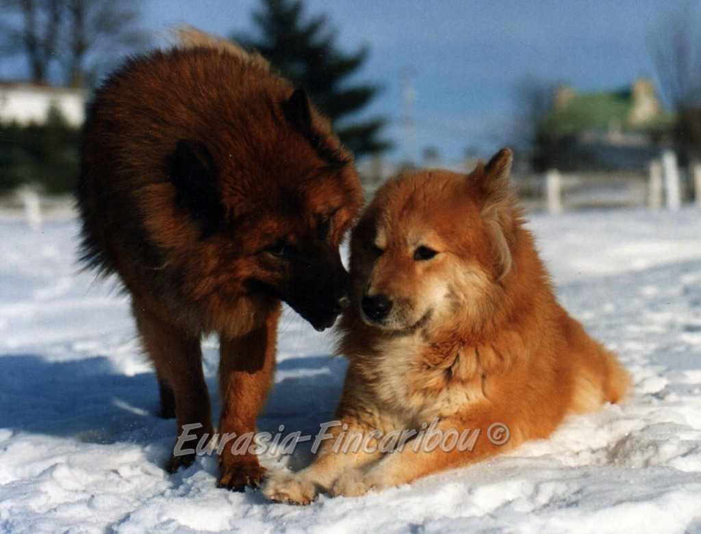 Eurasier
