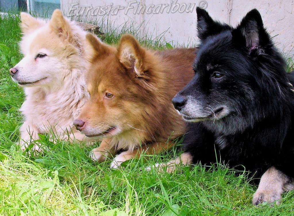 Chien Finnois de Laponie