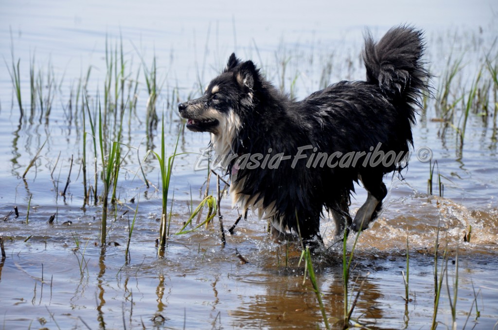 Chien Finnois de Laponie