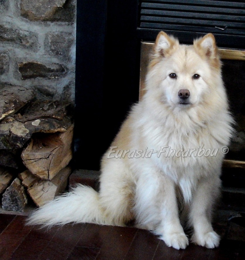 Chien Finnois de Laponie
