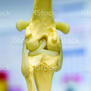 articulation du genou (patella)