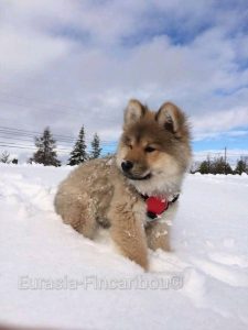 chiot Eurasier dans la neige