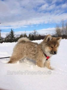 chiot Eurasier dans la neige