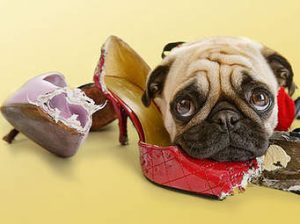 chien gruge souliers