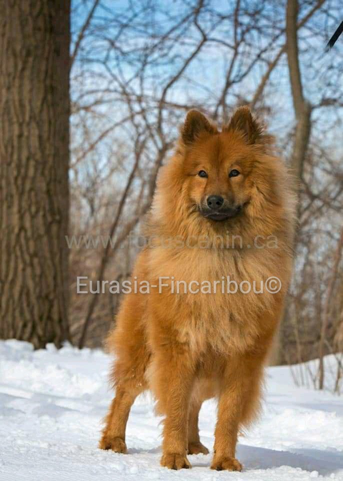 photo d'un Eurasier de couleur fauve